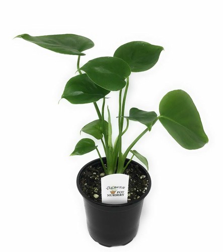 Flowerpotnursery swiss cheese - flowerpotnursery,