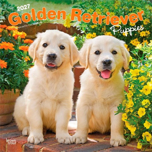 Golden retriever puppies - puppies, |
