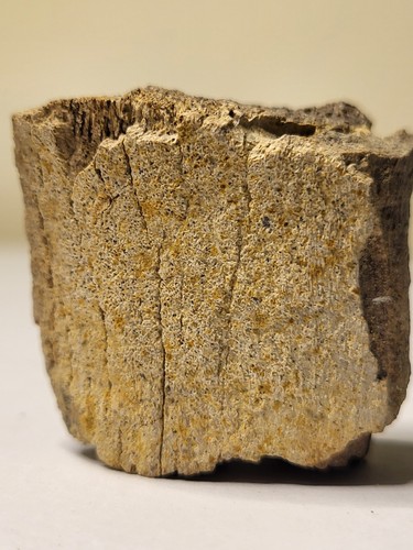 Hell creek dinosaur fossil - hell,