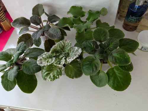Set young plants - set, 5