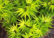 Acer palmatum  Mikawa