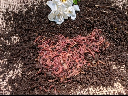 200 live red wiggler worms - live,