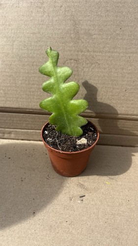 Rooted fishbone cactus - rooted,