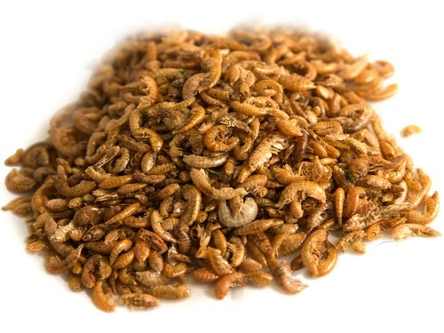 Chubby dried gammarus - chubby,