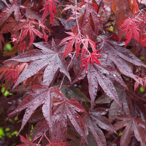 Acer palmatum bloodgood - acer, 'bloodgood'