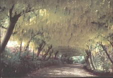 BODNANT, LABURNUM PATHWAY