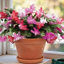 Christmas Cactus Quattro Houseplant in 14cm Pot  - Multi Schlumbergera Plant