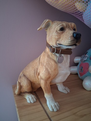Very large staffordshire - large, bull