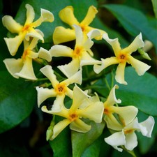 Climbing Jasmine, Star of Toscane, Yellow Fragrant Evergreen Plant, 9cm Potted
