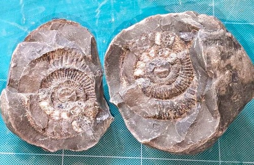 Natural ammonite fossil - natural, nodule