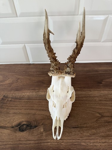 Point roe buck skull - 6,