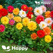 Dahlia Variabilis Dwarf Unwins