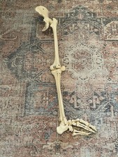 Adam Rouilly Anatomical Skeleton Of Lower Extremity With Pelvis Leg Bones Model