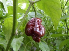 TRINIDAD SCORPION CHOCOLATE