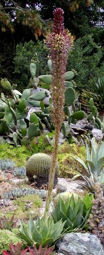 Agave chiapensis 9cm pot - agave,