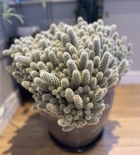 Giant Ladyfinger cactus (Mammillaria elongata) unrooted cuttings x 2