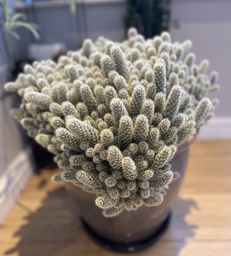 Giant ladyfinger cactus - giant,