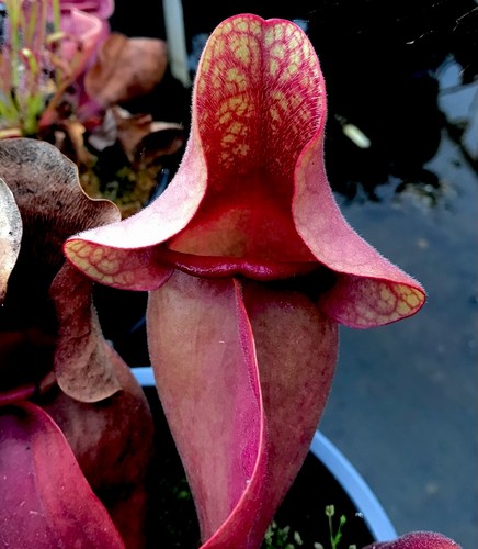 Sarracenia purpurea burkii - purpurea,