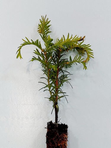 Yew hedge plants 20cm 30cm - yew,