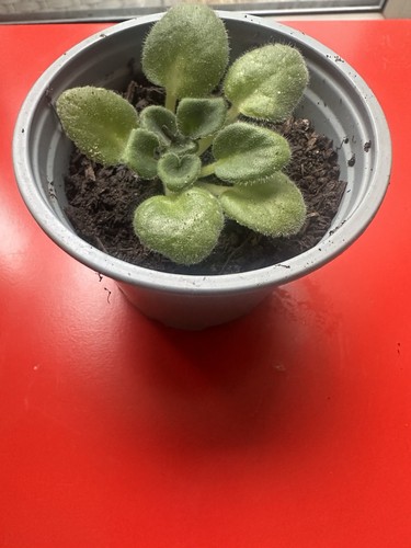 African violet indoor plant - african,