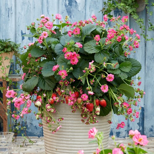 Strawberry summer breeze - summer,
