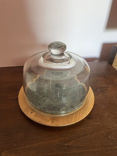 Vintage glass food dome cloche - vintage,