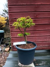 Acer palmatum  Mikawa