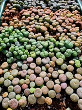 Lithops - Living Stones - Pick