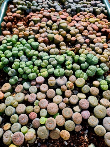 Lithops living stones pick - lithops,