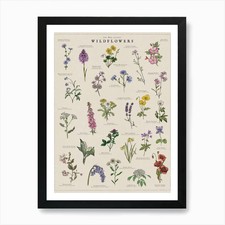 Wildflowers Illustrated