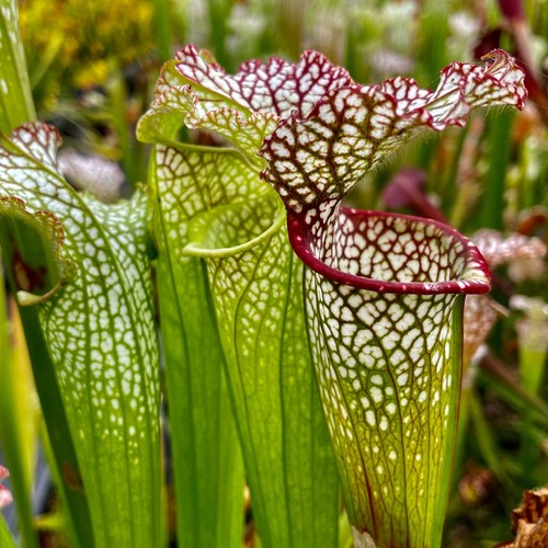 Carnivorous sarracenia - carnivorous,