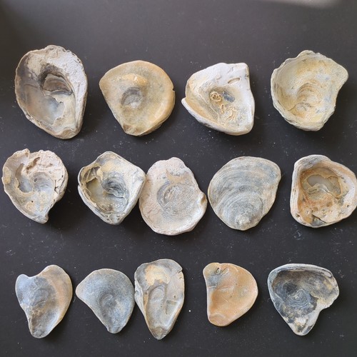 Oyster shell tops bottoms - shell, tops/bottoms