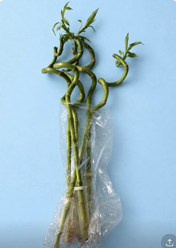 Lucky bamboo 45 to - x,