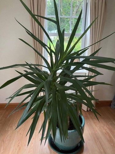 180cm yukka plant - yukka, big