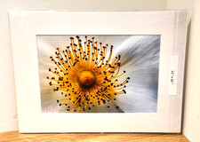 Wall Art " Wil Rose" Australia A4 Print in 12 x 16" Mount