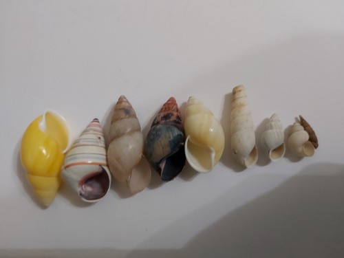 Land snail collection - land,