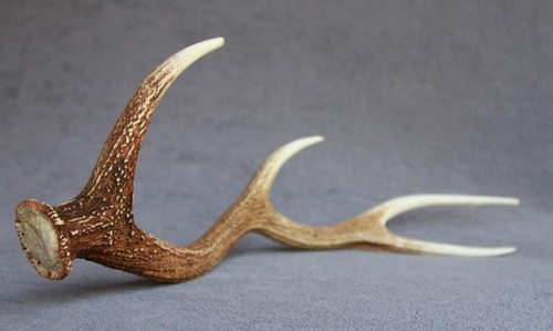 Sika deer antler naturally - antler,