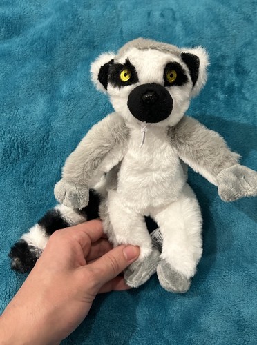 Zappi ring tailed lemur - co,