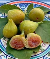 Fico Monaco Rare Fig Tree