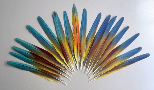 Parrot macaw feather crafts - macaw,