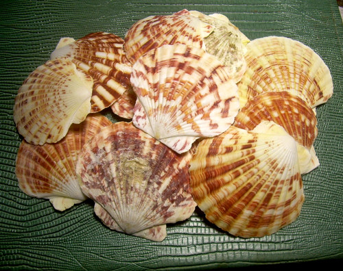Real sea shells pecten - real,
