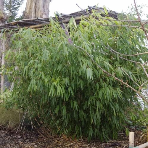 Fargesia robusta formidable - fargesia,