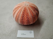 1 Extra Large Scottish Sea