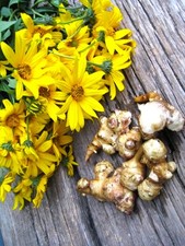 3 Bulbs Sunchoke (Helianthus