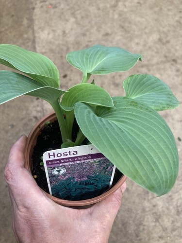 Two giant blue hosta - blue,