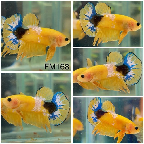 Male betta live fish koi - male,