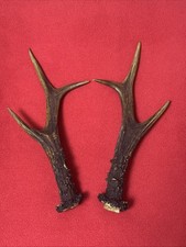 PAIR OF ROE DEER ANTLERS 