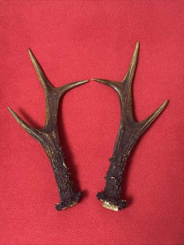 Pair roe deer antlers - pair,