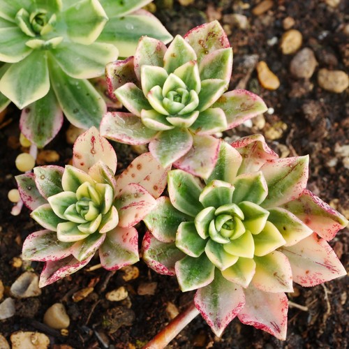 Aeonium green tea - aeonium,