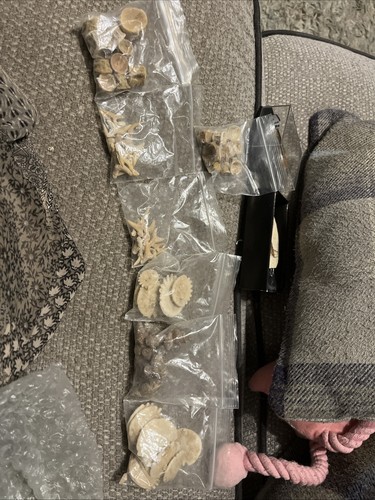 Massive lot fossils - massive,